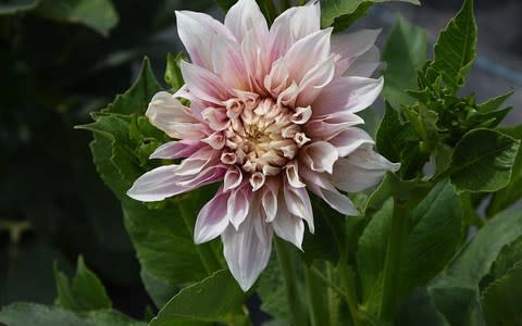 Cafe Au Lait dahlia