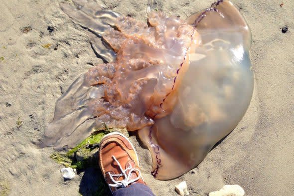 Giant barrell jellyfish wash up on beach in Dorset