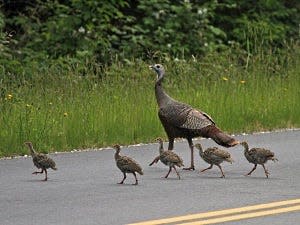 A female wild turkey seen crossing the road with her poults, or chicks.