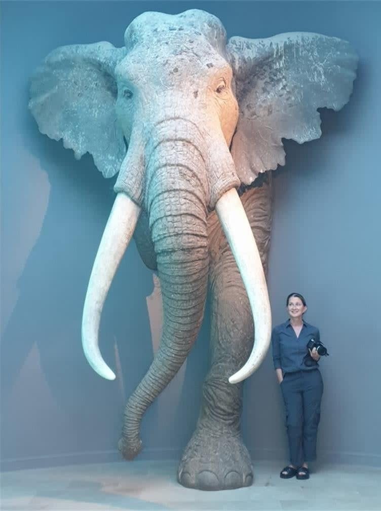 Study lead author Sabine Gaudzinski-Windheuser (5'3") next to a reconstruction of an adult male P. antiquus.