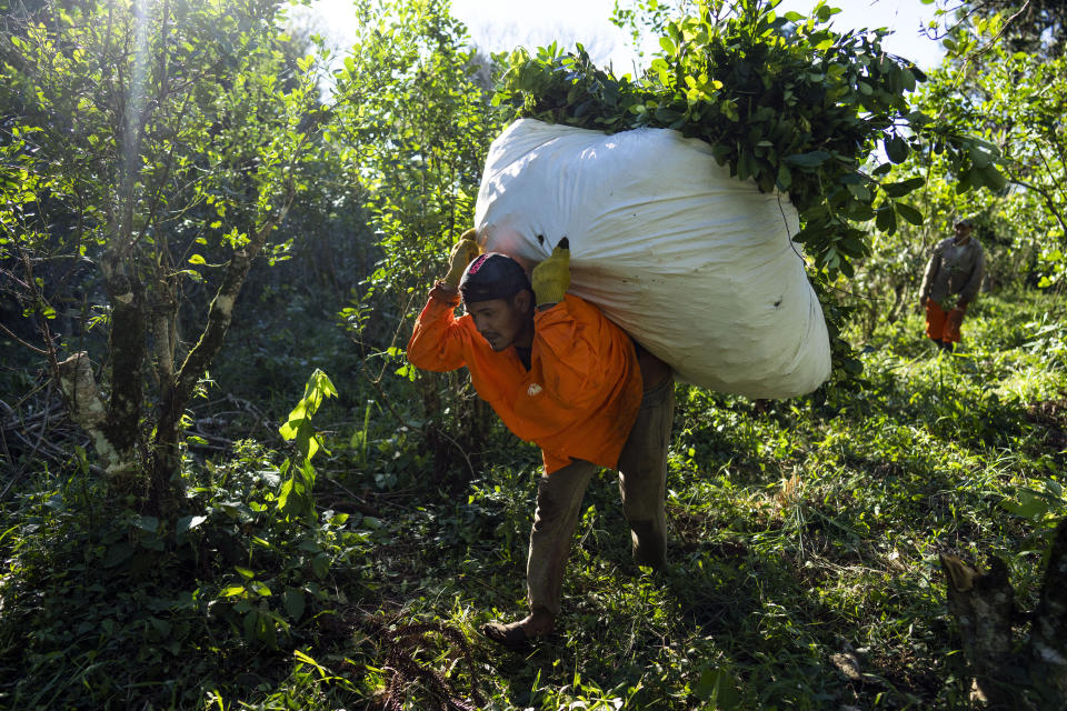 Leonardo Favio Correa carga yerba mate hacia un camión en Andresito, en la provincia de Misiones, en el noreste de Argentina, el miércoles 17 de abril de 2024. Detrás de la mítica calidad de la bebida, está el duro trabajo realizado primero por tribus indígenas en asentamientos jesuitas en lo que ahora es Paraguay, y actualmente por jornaleros mal pagados conocidos como "tareferos," en los húmedos pastizales de la provincia de Misiones, en el noreste de Argentina, centro mundial de la producción de mate. (AP Foto/Rodrigo Abd)