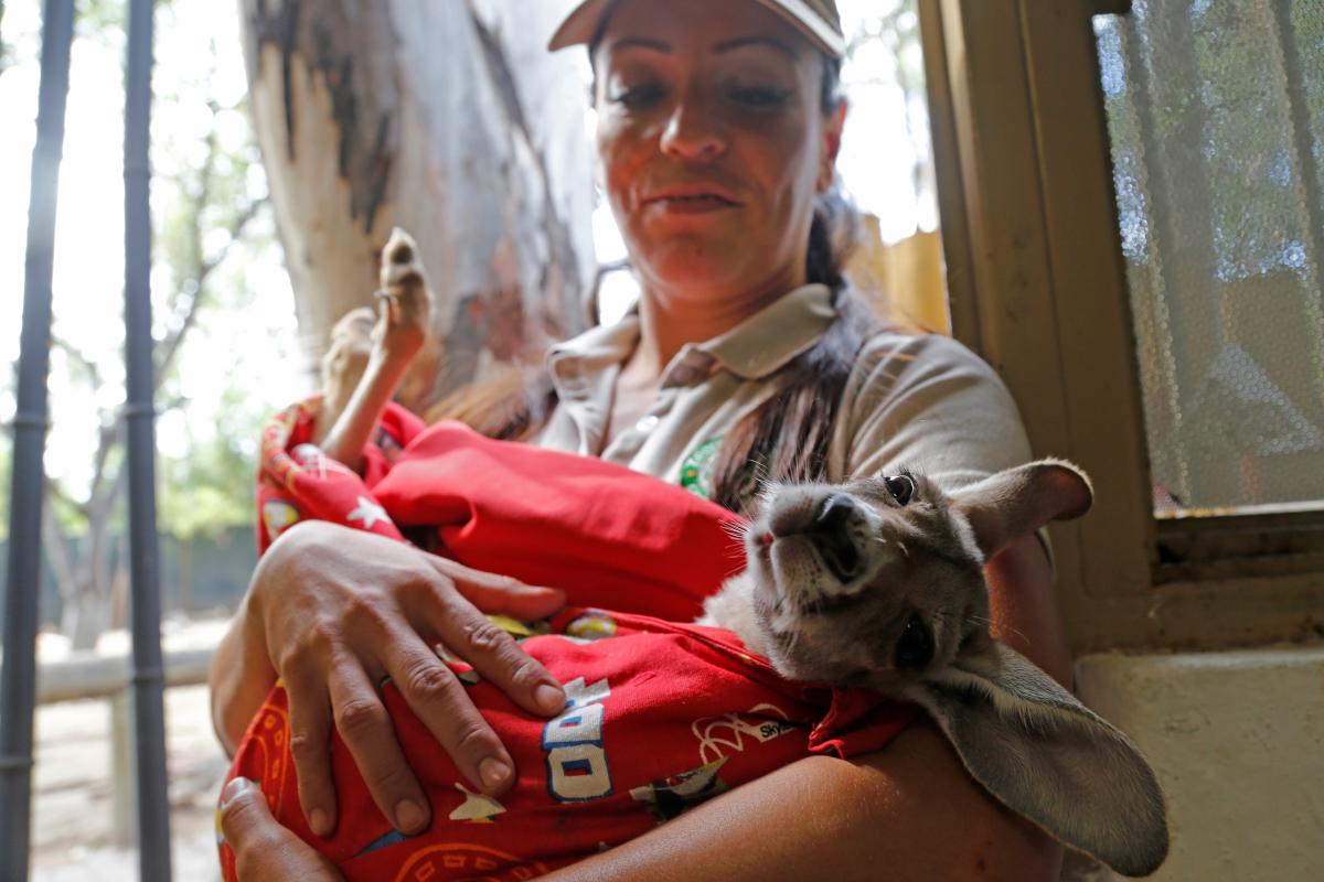 Khya, la canguro bebé criada por humanos en la ciudad oeste de México