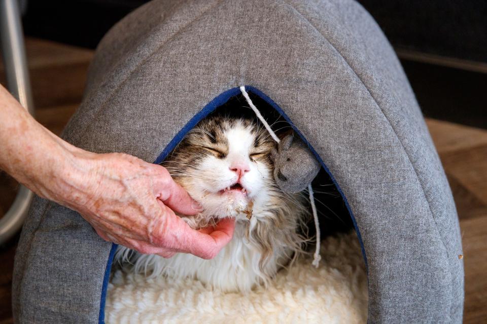 Jane Oakley of Palm Desert pets a cat inside Frisky Business Cat Cafe in Palm Springs, Calif., on Sunday, Dec. 25, 2022. 