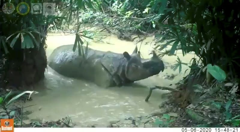 Still image from video of a seven-year-old male Javan rhinoceros enjoying a mud bath in Ujung Kulon National Park in Banten, Indonesia