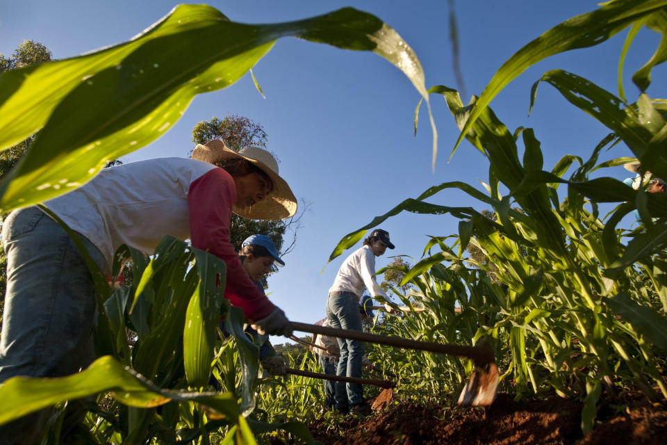 MINAS GERAIS STATE, BRAZIL - 2016/07/05: Subsistence agriculture, family farm, corn cultivation, small landowner, Minas Gerais State, Brazil. (Photo by J R Ripper/Brazil Photos/LightRocket via Getty Images)