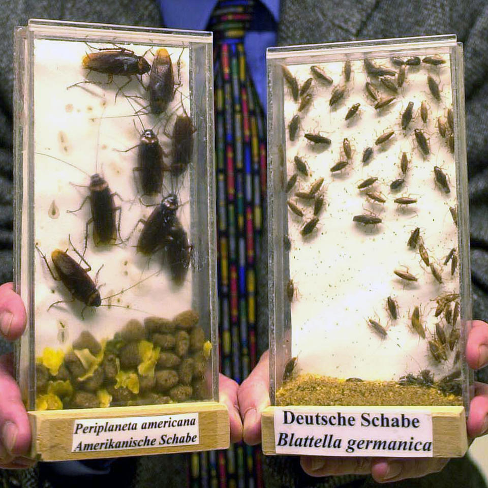 FILE - A biologist shows examples of American cockroaches (Periplaneta americana) and German cockroaches (Blattella germanica) at a lab in Monheim, Germany, March 5, 2001. A new study, published Monday, May 20, in the journal Proceedings of the National Academy of Sciences, tracks how cockroaches spread around the globe to become the survival experts we know today. (AP Photo/Hermann J. Knippertz, File)