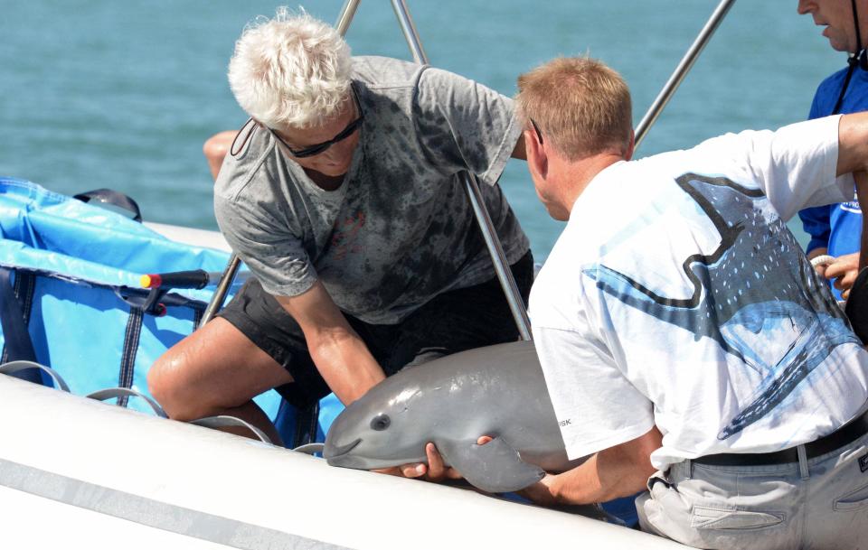 Scientists hold a six-month-old vaquita marina porpoise calf, the first ever caught as part of a bold program to save the critically endangered species, at the sea of Baja  on October 18, 2017 in Mexico.