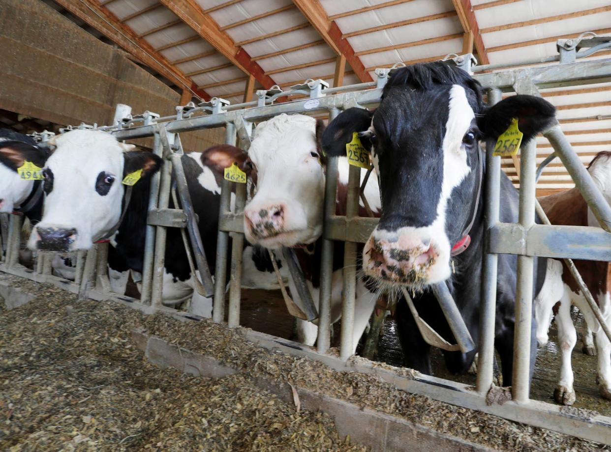 Cows peer at the photographer during “A Day on the Farm” at Majestic Crossing Dairy Farm, Thursday, May 4, 2023, in Sheboygan Falls, Wis.