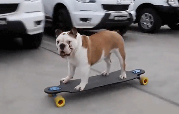 This dog can skateboard? So many questions. Photo: Caters