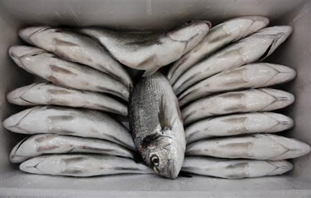 Sea bream are seen inside a thermal-insulated box at a packing station of Selonda fish farming company near Sofiko village, about 100 km (62 miles) southwest of Athens November 12, 2013. REUTERS/Yorgos Karahalis