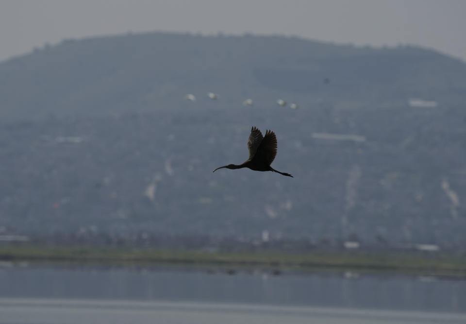 Un ave acuática sobrevuela el Lago Texcoco, donde se cultiva y cosecha el ahuautle, los huevos del axayacatl, un tipo de chinche acuática, cerca de Ciudad de México, el martes 20 de septiembre de 2022. (AP Foto/Fernando Llano)