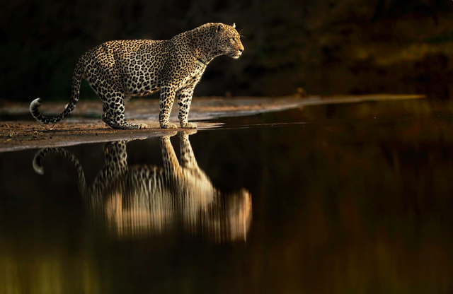 Photographer and conservationist Adrian Steirn captures a leopard approaching water in South Africa’s Singita game reserveAdrian Steirn