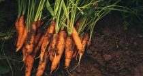 <p>If you have a polytunnel, some carrot varieties, like the ‘Giant Red’ dark orange carrot can be sown in late January. This is a very early Italian variety, which despite its name is not actually very red, believe it or not. A good tip for growing carrots long without becoming stunted, (we’ve all seen the strange shapes homegrown carrots can become!) is to ensure the soil structure is loose and well-drained. Mix in plenty of compost and some sharp sand in with your soil to create the best conditions for your carrots to grow, and once the seedlings have established, make sure to mulch with straw to keep the weeds at bay.</p>