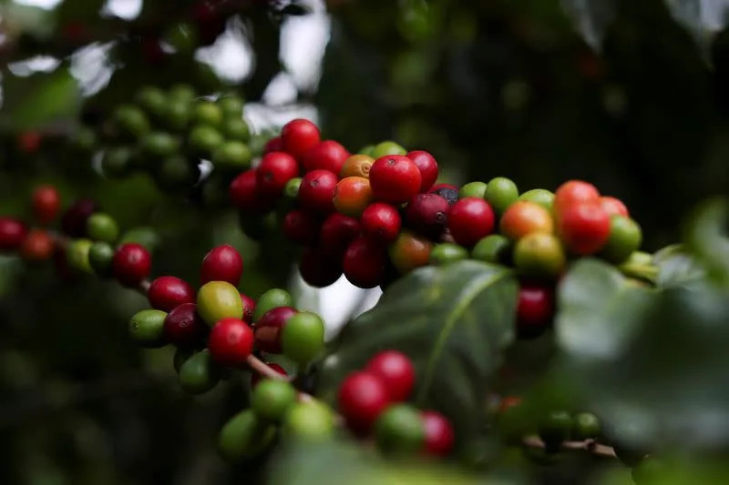 Brazil’s coffee harvest in 2022/23 reaches 75% of the area, report shows