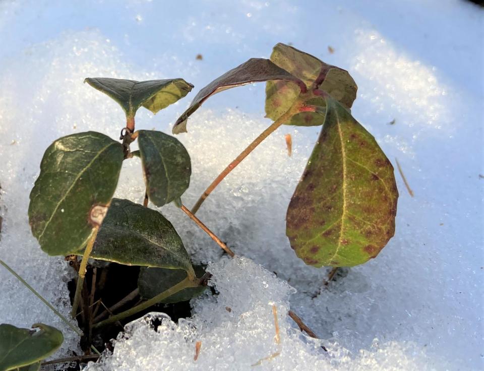 Teaberry, also known as winterberry and checkerberry, grows close to the ground through a New England winter thanks to several adaptations that other deciduous plants don't have.