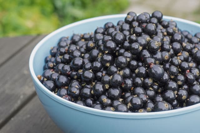 Blackcurrants in bowl outdoors