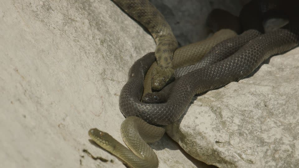 Researchers examined three colors of dice snake in North Macedonia. - Jozef Kaut