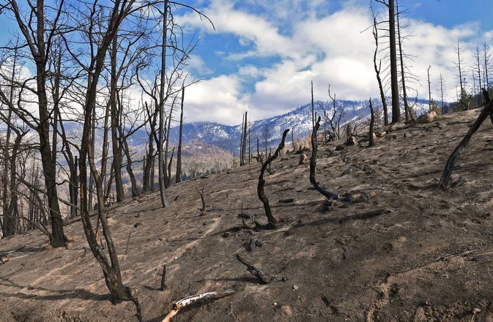 A burned portion of Sierra National Forest on Feb. 24, 2021, near the origin site of the Creek Fire near Camp Sierra.