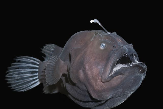 Ugliest animals in the world Deep sea anglerfish