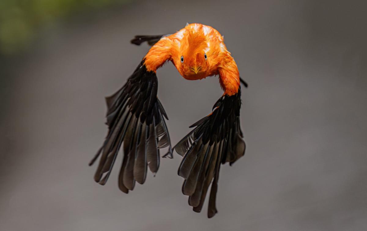 Andean ‘cock-of-the-rock’ has a bad hair day