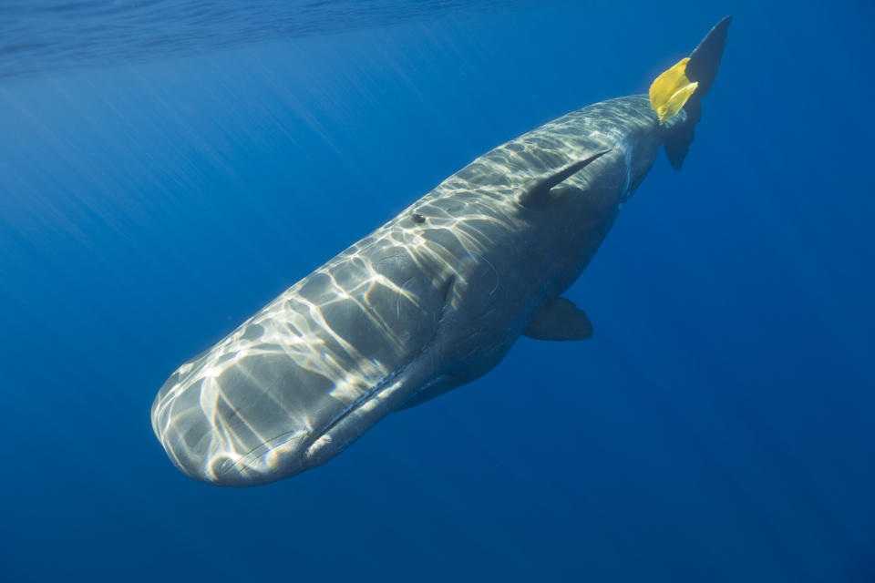 A sperm whale plays with plastic waste in the Azores, in the mid Atlantic. (Photo: Photo by Reinhard Dirscherl/ullstein bild via Getty Images)