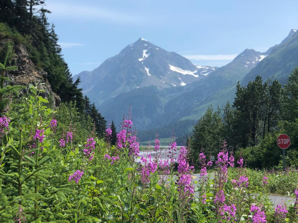 Purple wildflowers in front of sprawling mountains and trees.