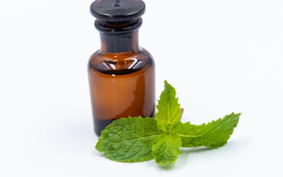 Peppermint oil can reduce the pain from headaches and IBS - Thanit Weerawan