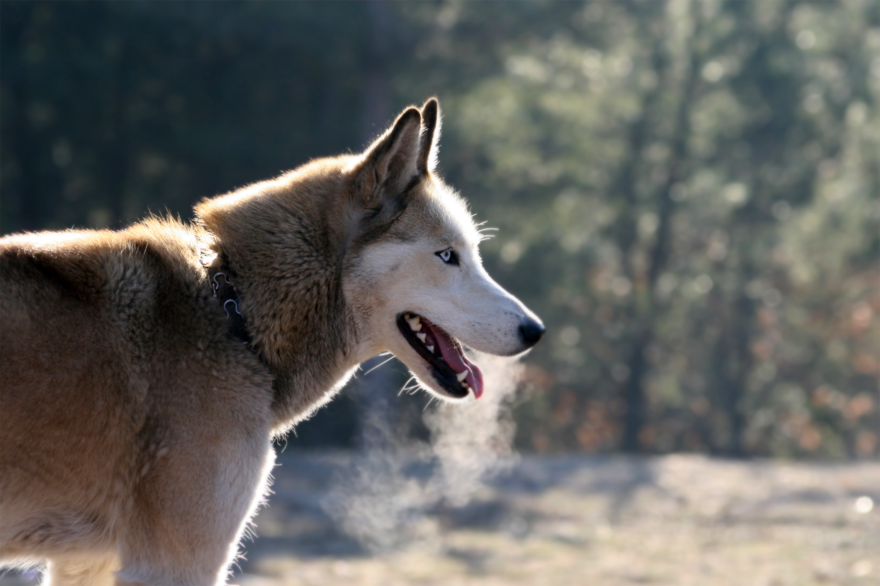 siberian husky breath