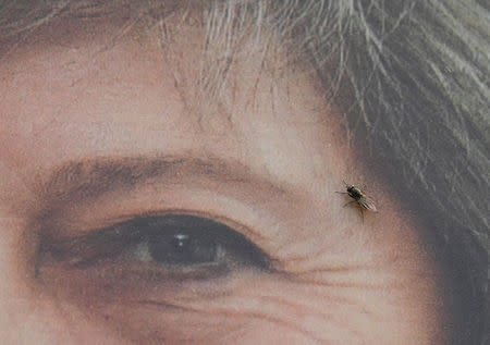 A fly walks across an election campaign poster promoting Britain's Prime Minister Theresa May in her Parliamentary constituency of Maidenhead in southern England, Britain, May 21, 2017. REUTERS/Toby Melville