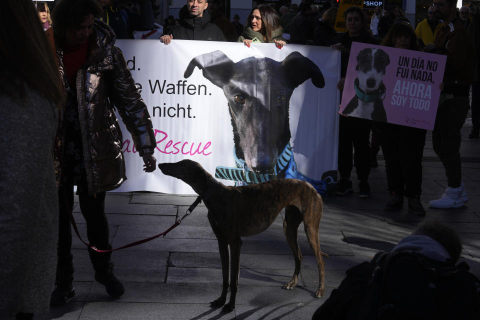 A dog takes part in a protest against the exclusion of some animals in the new animal protection law, Madrid, Spain, Sunday, Feb. 5, 2023. PACMA, the animal welfare party, has asked the government to reconsider and include all the animals that it has left out in the new law such as animals used for hunting grazing, rescue and animals used for transport etc. (AP Photo/Paul White)
