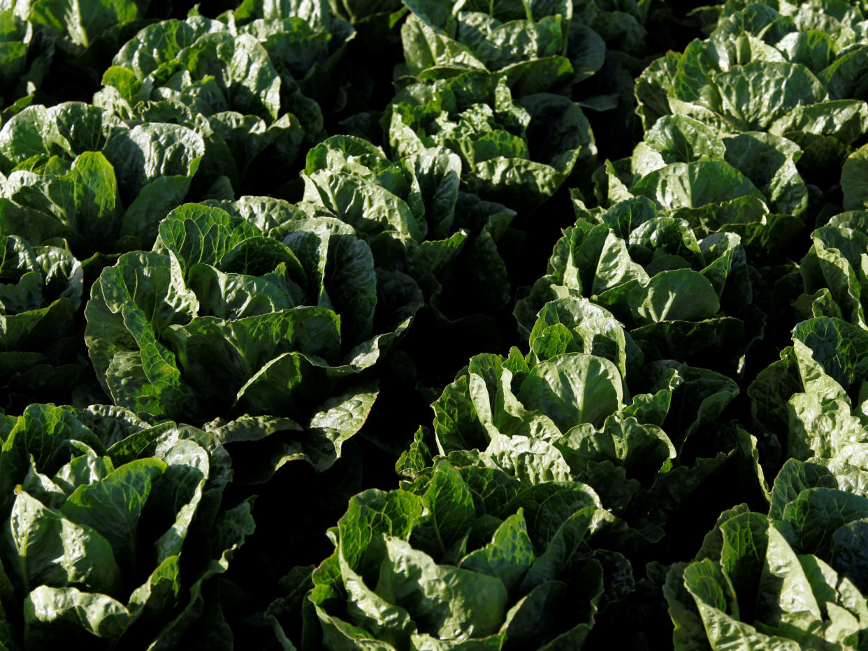 If you're unsure where your lettuce came from, the Centers for Disease Control said, better to throw it out: REUTERS/Michael Fiala