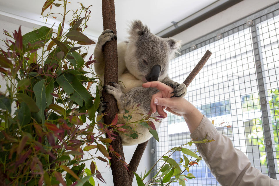 Una koala silvestre llamada Skroo en la clínica Endeavour Veterinary Ecology en Toorbul, Australia, el 25 de junio de 2020. (Russell Shakespeare/The New York Times)