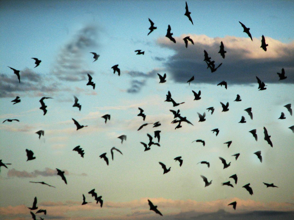 Bat Flight Program, Carlsbad Cavern, New Mexico