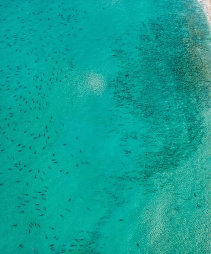 Thousands of Sharks Gather Off Popular Beach