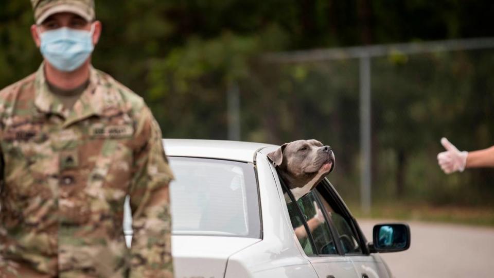 A military family’s dog hangs out of their car window after their trunk was loaded with donated food at Cedar Ridge High School in Hillsborough, N.C. on Wednesday, May 13, 2020. The Food Bank of Central and Eastern North Carolina partnered with the Gary Sinise Foundation to donate over 300 boxes of food, produce, and local milk from Maple View Farms to veterans, active duty military members and their spouses.