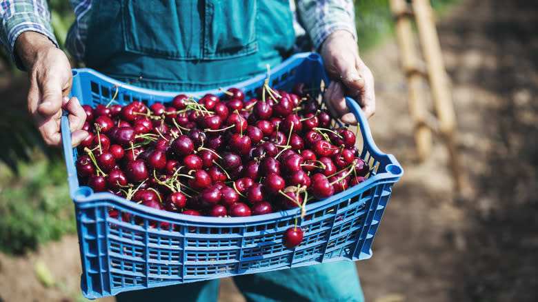 person holding crate of cherries