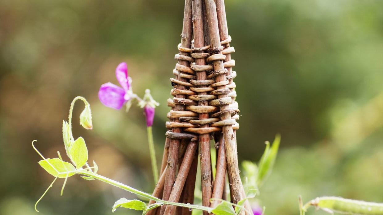 flowers on trellis, close up