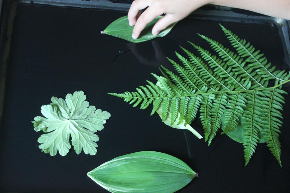 In this undated photo provided by New House Project, leaves are positioned on ink-covered gelatin by Kristen Sutcliffe as shown here. This simple process works on paper or fabric as shared by Sutcliffe, of Oberlin, Ohio, at her blog, New House Project. (AP Photo/New House Project, Kristen Sutcliffe)