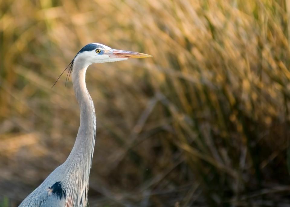 Mass Audubon Broad Meadow Brook Wildlife Sanctuary via Getty Images