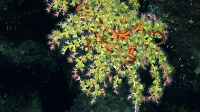 Brittle stars on in a coral structure were imaged during the deepest dive of the expedition, nearly 1,700 meters down.