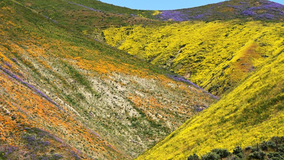 Orange, yellow and purple wildflowers paint the hills of the Tremblor Range, April 26, 2023 at Carrizo Plain National Monument