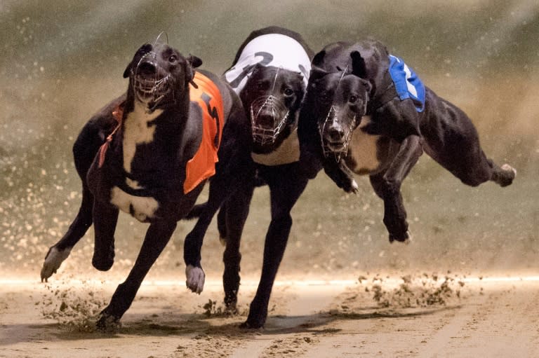 More than 20 dog tracks have been dotted around London since modern greyhound racing was introduced to Britain in the 1920s