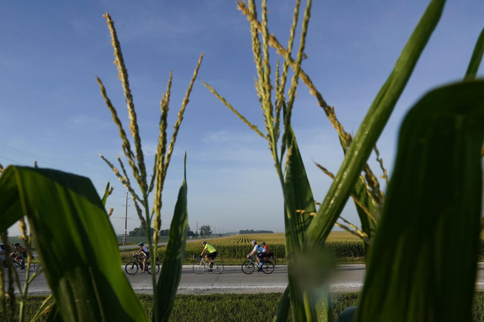 Cyclists ride past a corn field on a county highway while riding in The Des Moines Register's annual bike ride across Iowa, also known as RAGBRAI, Tuesday, July 25, 2023, near Scranton, Iowa. (AP Photo/Charlie Neibergall)