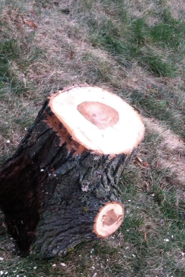 A tree trunk where in the middle the pattern looks like a baby doll's head smiling