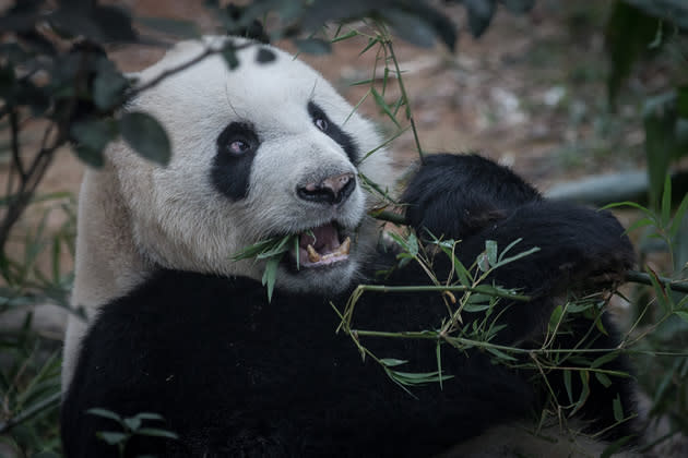 SINGAPORE - MARCH 25: Giant Panda, Kai Kai is seen in the Giant Panda enclosure during a media tour ahead of the opening of River Safari at the Singapore Zoo on March 25, 2013 in Singapore. The River Safari is Wildlife Reserves Singapore's latest attraction. Set over 12 hectares, the park is Asia's first and only river-themed wildlife park and will showcase wildlife from eight iconic river systems of the world, including the Mekong River, Amazon River, the Congo River through to the Ganges and the Mississippi. The attraction is home to 150 plant species and over 300 animal species including 42 endangered species. River Safari will open to the public on April 3. (Photo by Chris McGrath/Getty Images)