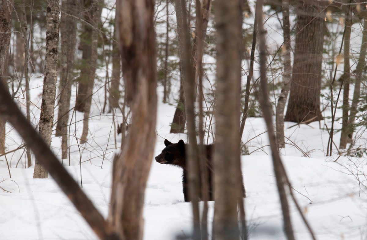 Black bears are  found across parts of New England (stock image)  (AFP via Getty Images)
