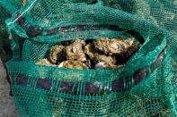 Oysters just pulled from the bottom of Apalachicola Bay sit bagged in Michael Dasher, Jr.'s boat off Eastpoint, Florida