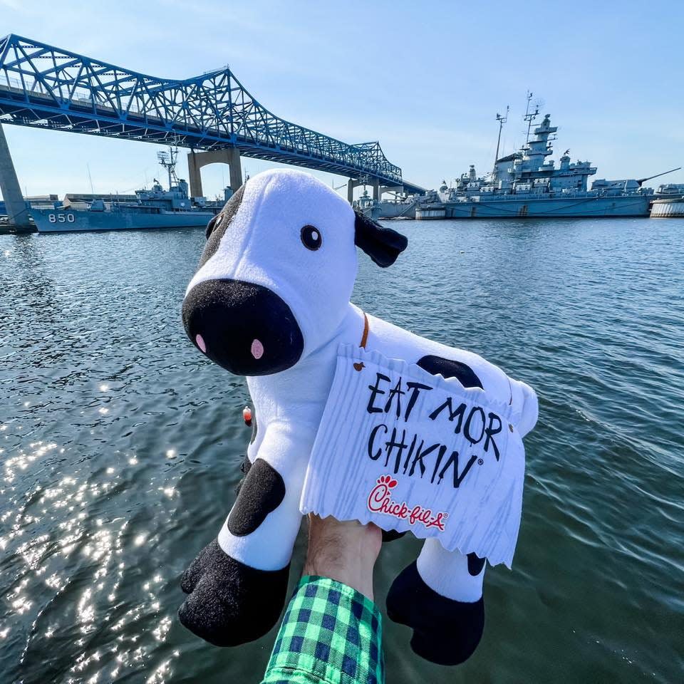 The Chick-fil-A cow has been spotted at several Fall River locales, including the Heritage State Park boardwalk, reminding folks to ditch the red meat and “Eat mor chikin” as the restaurant chain prepares to roll into the city.