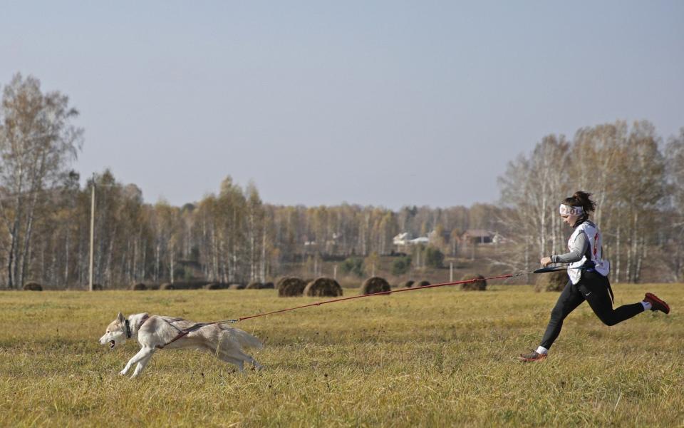 A dog owner takes part in a canicross race - Kirill Kukhmar\\TASS via Getty Images