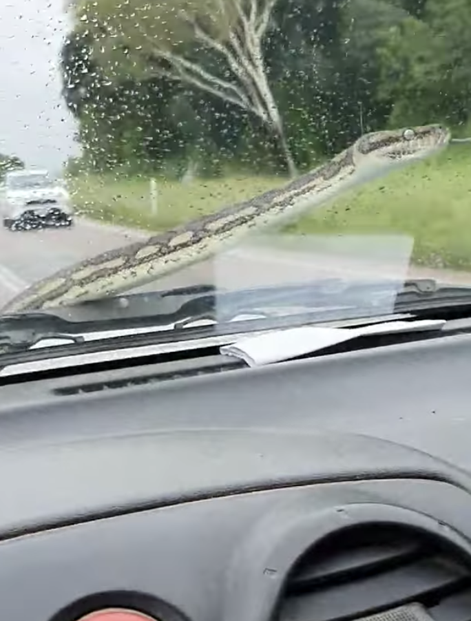 The three-metre python seemingly appeared out of nowhere while the couple drove down Bruce Highway. Source: Facebook